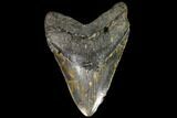 Serrated, Fossil Megalodon Tooth - + Foot Shark #109140-1
